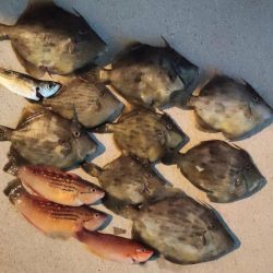 カワハギ釣り えさ政より