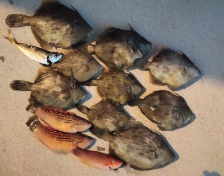 カワハギ釣り えさ政より