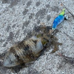 姫路離島でアジング・エギング・ショアジギングで撃沈!!