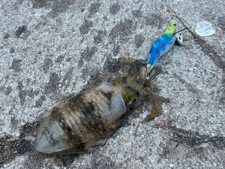 姫路離島でアジング・エギング・ショアジギングで撃沈!!