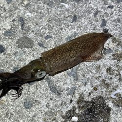 姫路でヒイカ釣り｜またまた激渋で撃沈！