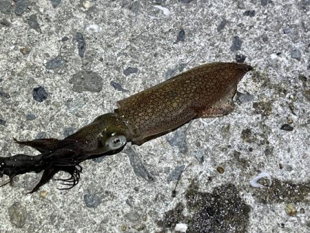 姫路でヒイカ釣り｜またまた激渋で撃沈！