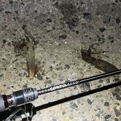 ヒイカ爆釣！の情報で行ってみたが渋い日に当たったみたい・・・