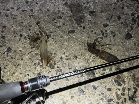 ヒイカ爆釣！の情報で行ってみたが渋い日に当たったみたい・・・