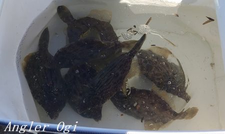 潮が動かず大苦戦