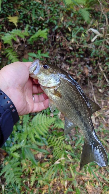 晩秋のクランキング