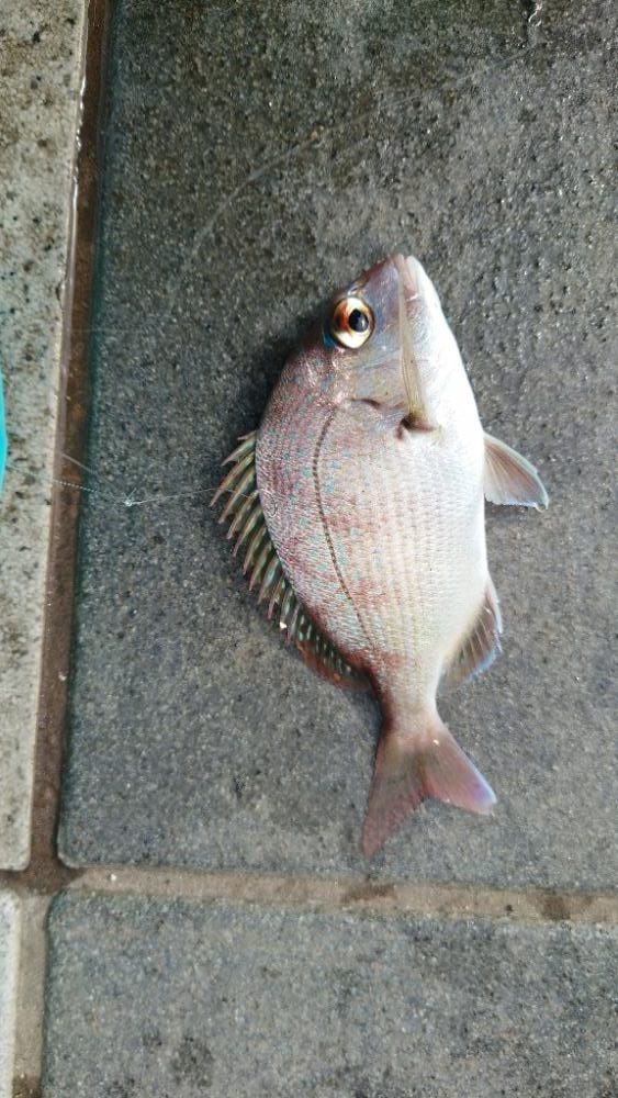 和歌山でのカワハギ釣り