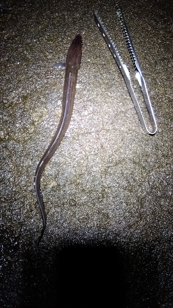 苅屋海岸のキス釣りる