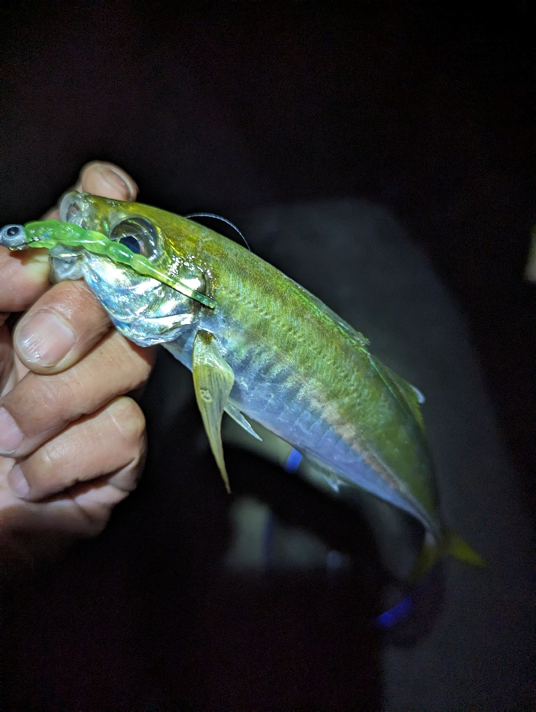 陸っぱり釣行記