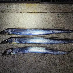 仕事終わり釣行🎣