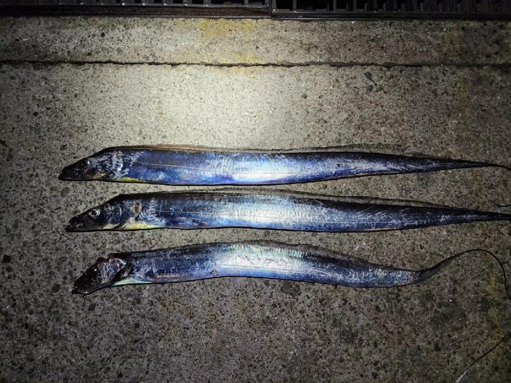 仕事終わり釣行🎣