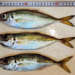 久々ライトゲーム