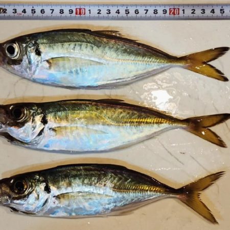 久々ライトゲーム