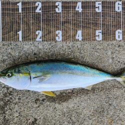 飲ませ4戦目🎣