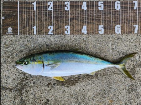 飲ませ4戦目🎣