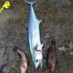 自己新のサワラ！