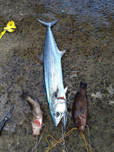 自己新のサワラ！