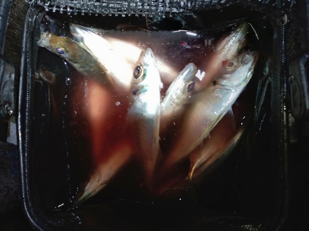 ナイトアジング