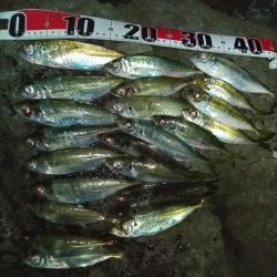 ナイトアジング