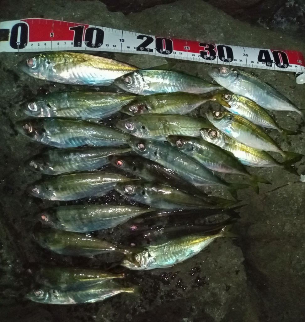 ナイトアジング