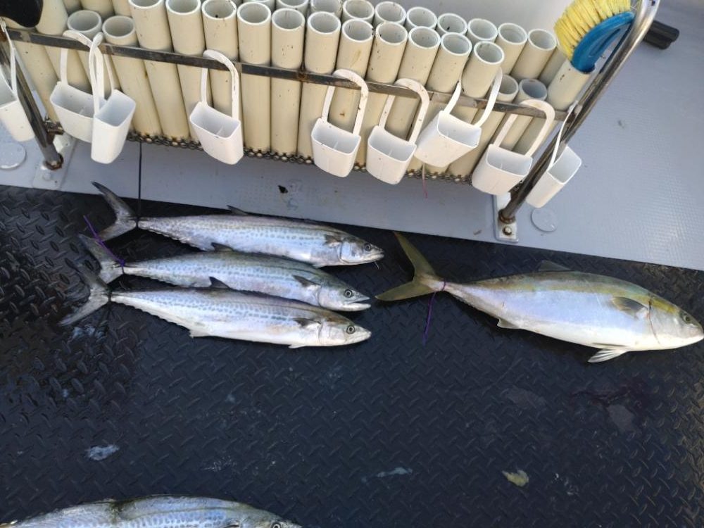 激渋の中での価値ある魚