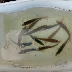 プチsalt water game