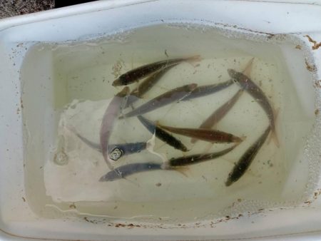 プチsalt water game