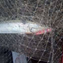 プチsalt water game