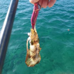 朝からエギングIN対馬