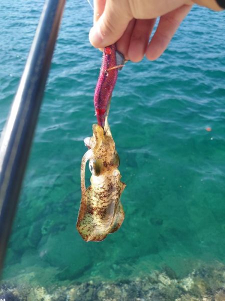 朝からエギングIN対馬