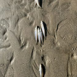 だいぶ冷え込んできましたがキスは元気でした