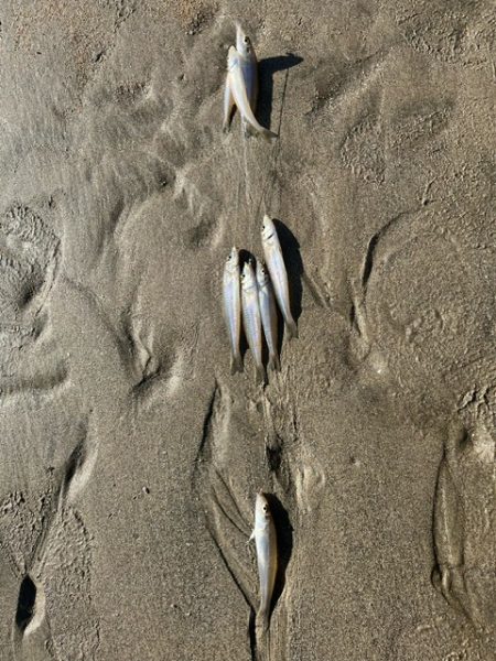 だいぶ冷え込んできましたがキスは元気でした…