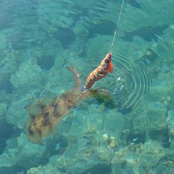 デイ＆ナイトエギングIN対馬