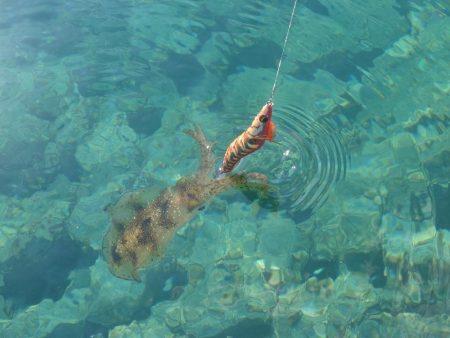 デイ＆ナイトエギングIN対馬