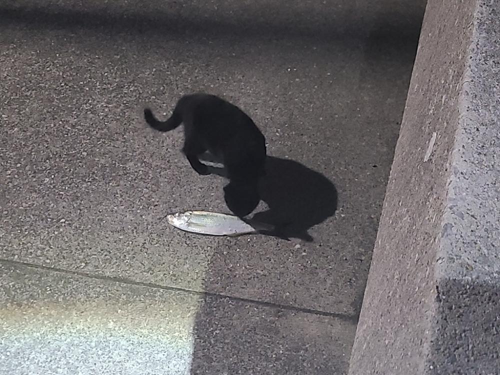 鯵探すの大変😖💦居る❓️居ない❓️