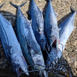 アオリイカとサゴシ