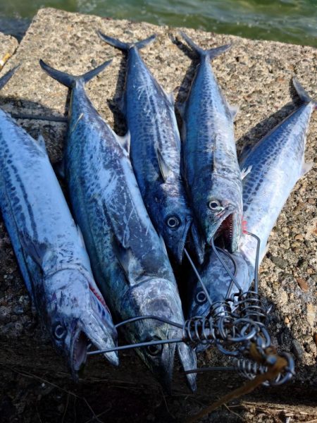 アオリイカとサゴシ