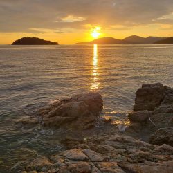 久しぶりの鰤属でした