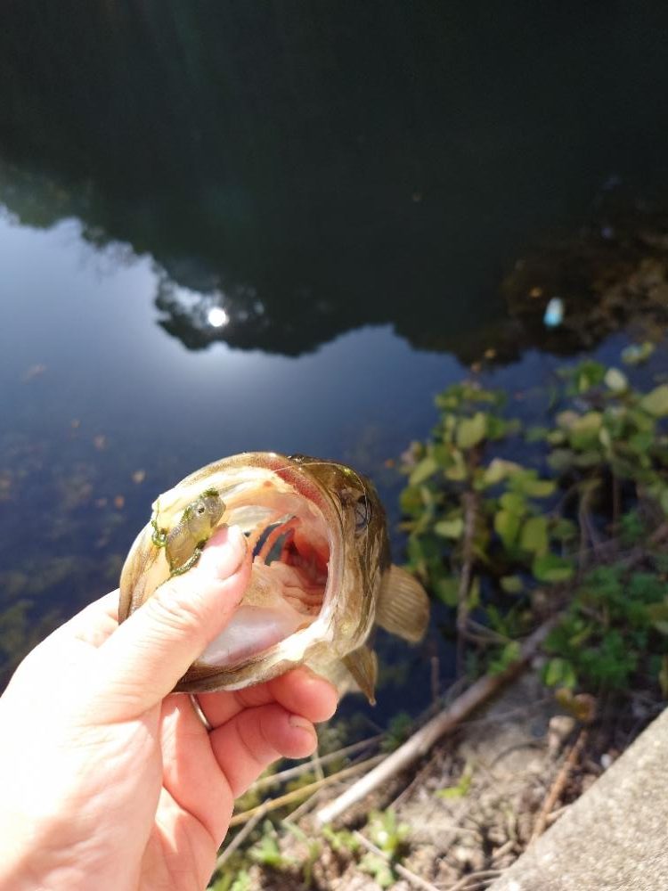 ピーカン昼間はパンチング