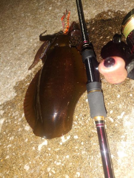 デイ＆ナイトエギングIN対馬