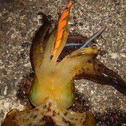 や〜まえエギングIN対馬