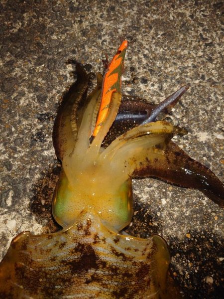 や〜まえエギングIN対馬