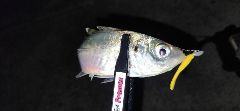 アジを探すのもアジングの一つ