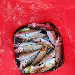 初ベイトフィネスアジング