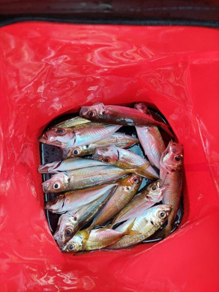 初ベイトフィネスアジング