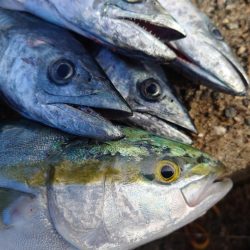 ツバスとサゴシ