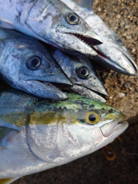 ツバスとサゴシ