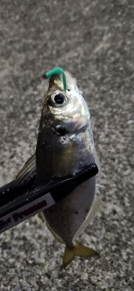 ライトフィッシングは幅広く楽しめる