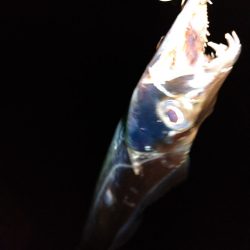 ショアジギング