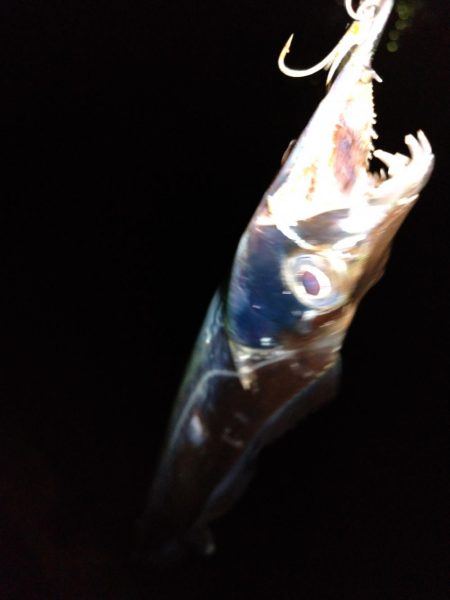 ショアジギング